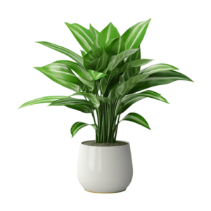 Calathea Orbifolia
